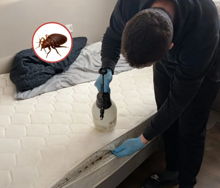 Technicien traitant un matelas contre les punaises de lit à Béhoust
